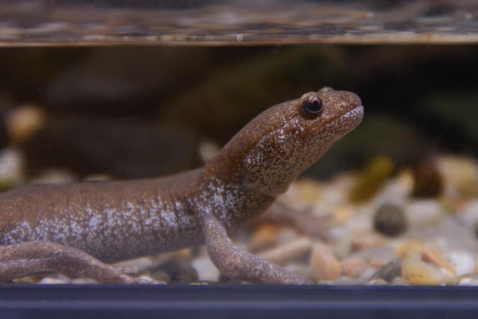 Tosashimizu salamander (Hynobius tosashimizuensis)
