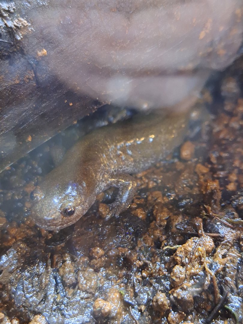 Tosashimizu salamander (Hynobius tosashimizuensis)