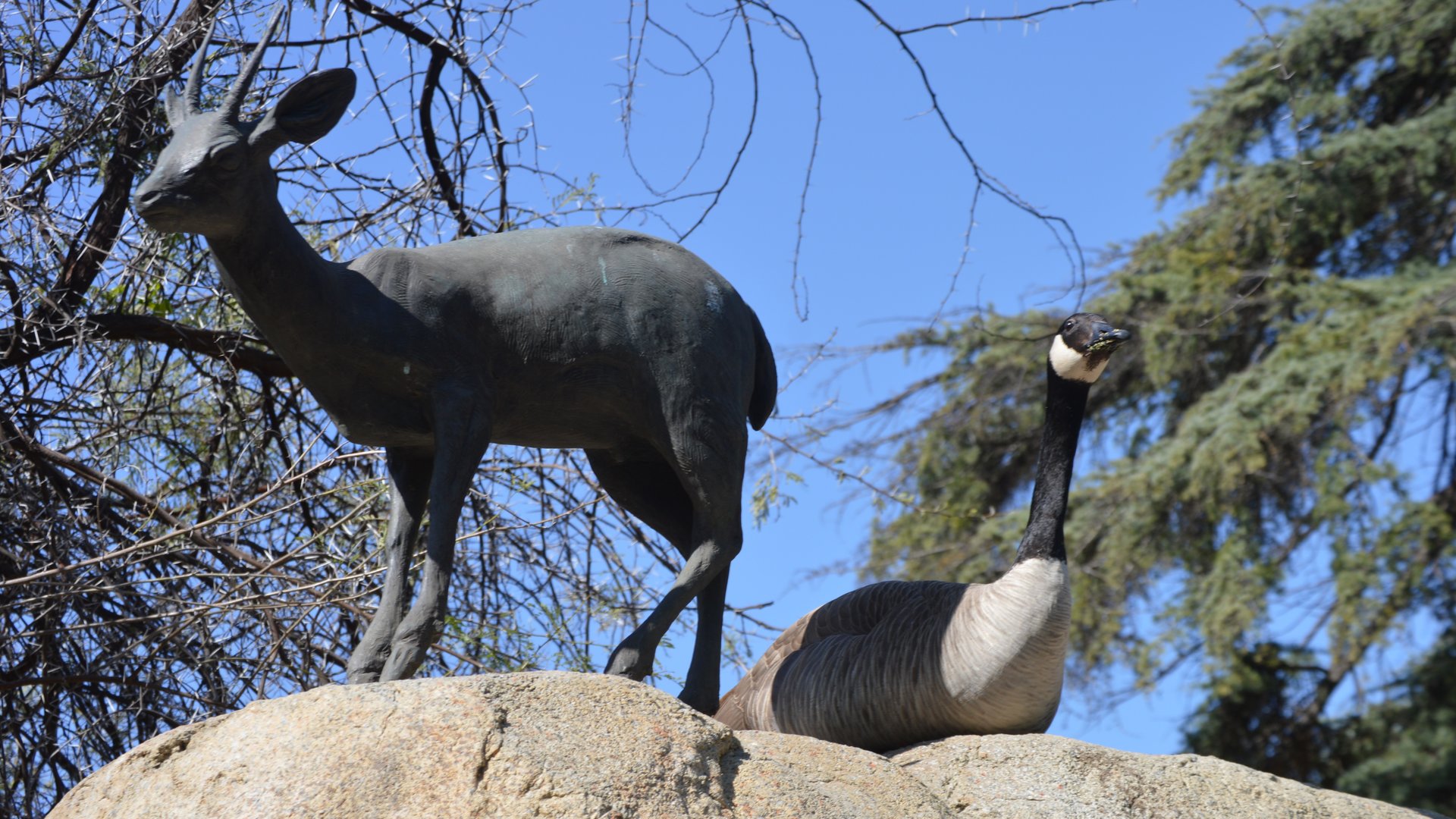 Totally normal Oreotragus oreotragus statues