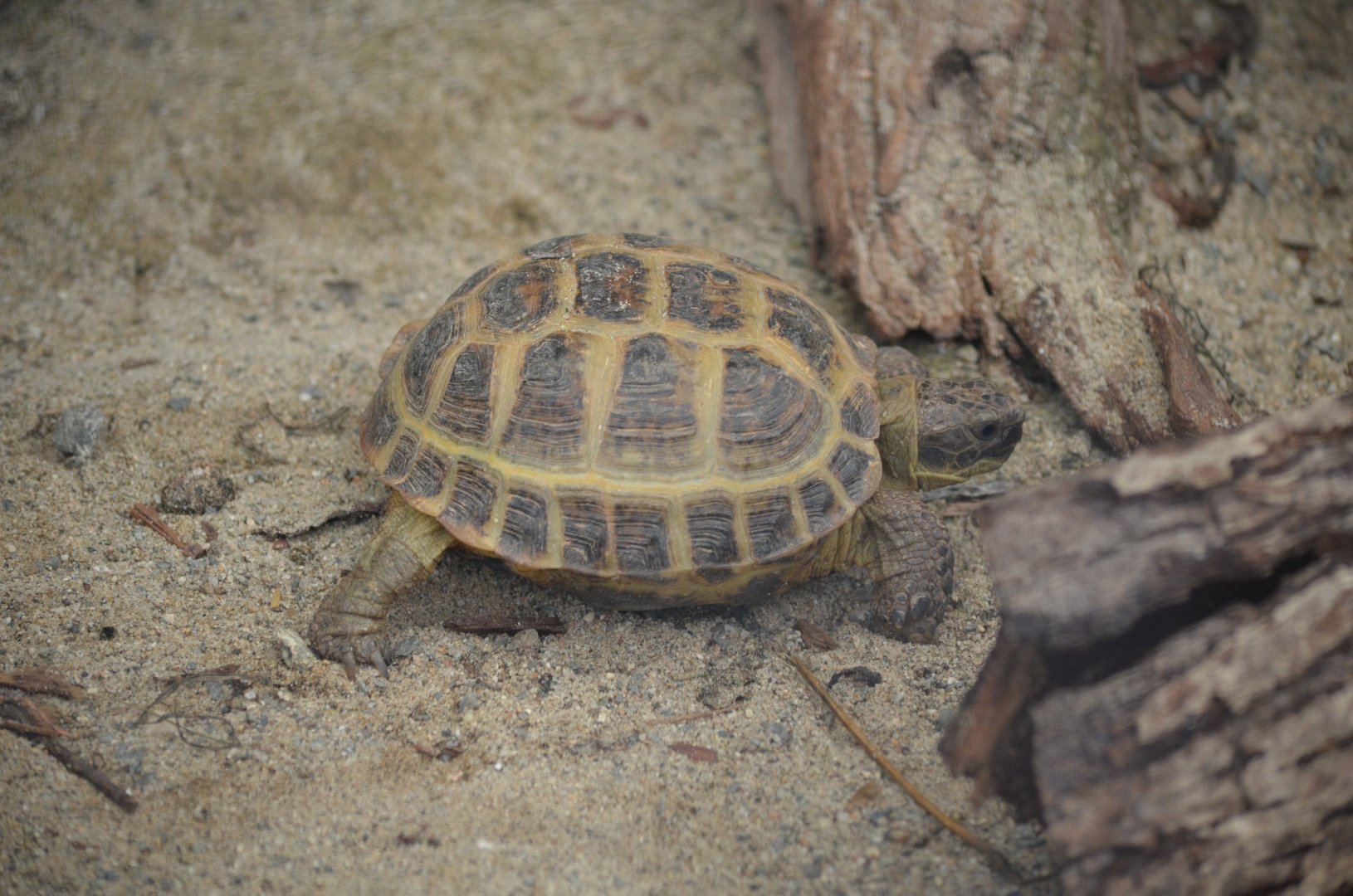 Totel (please ID <3)