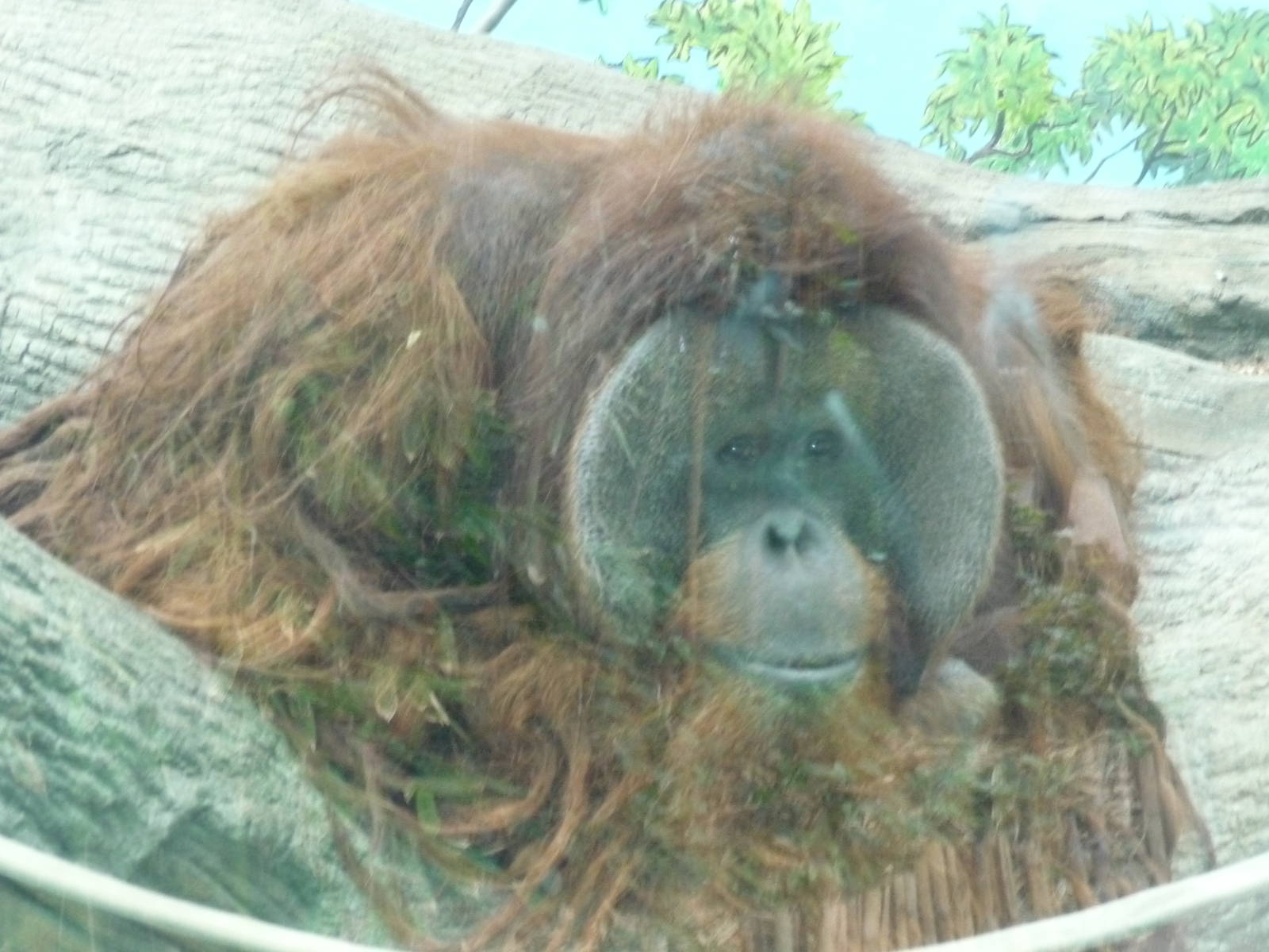 toto male hybrid orangutan chapultepec zoo