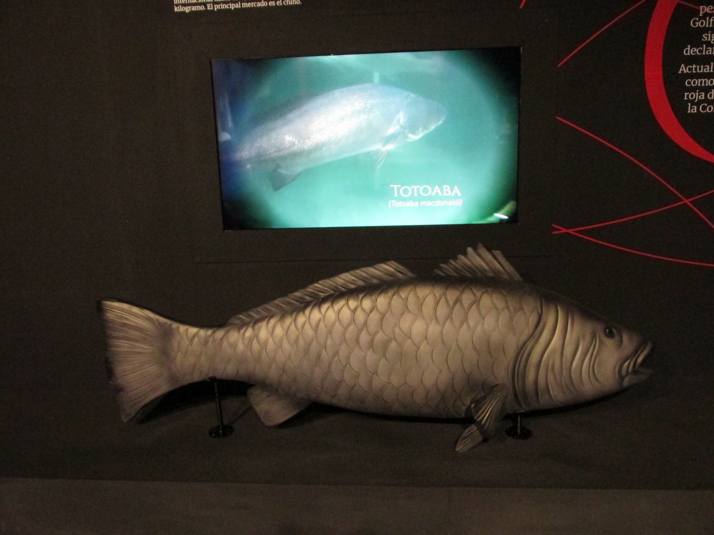 totoaba model