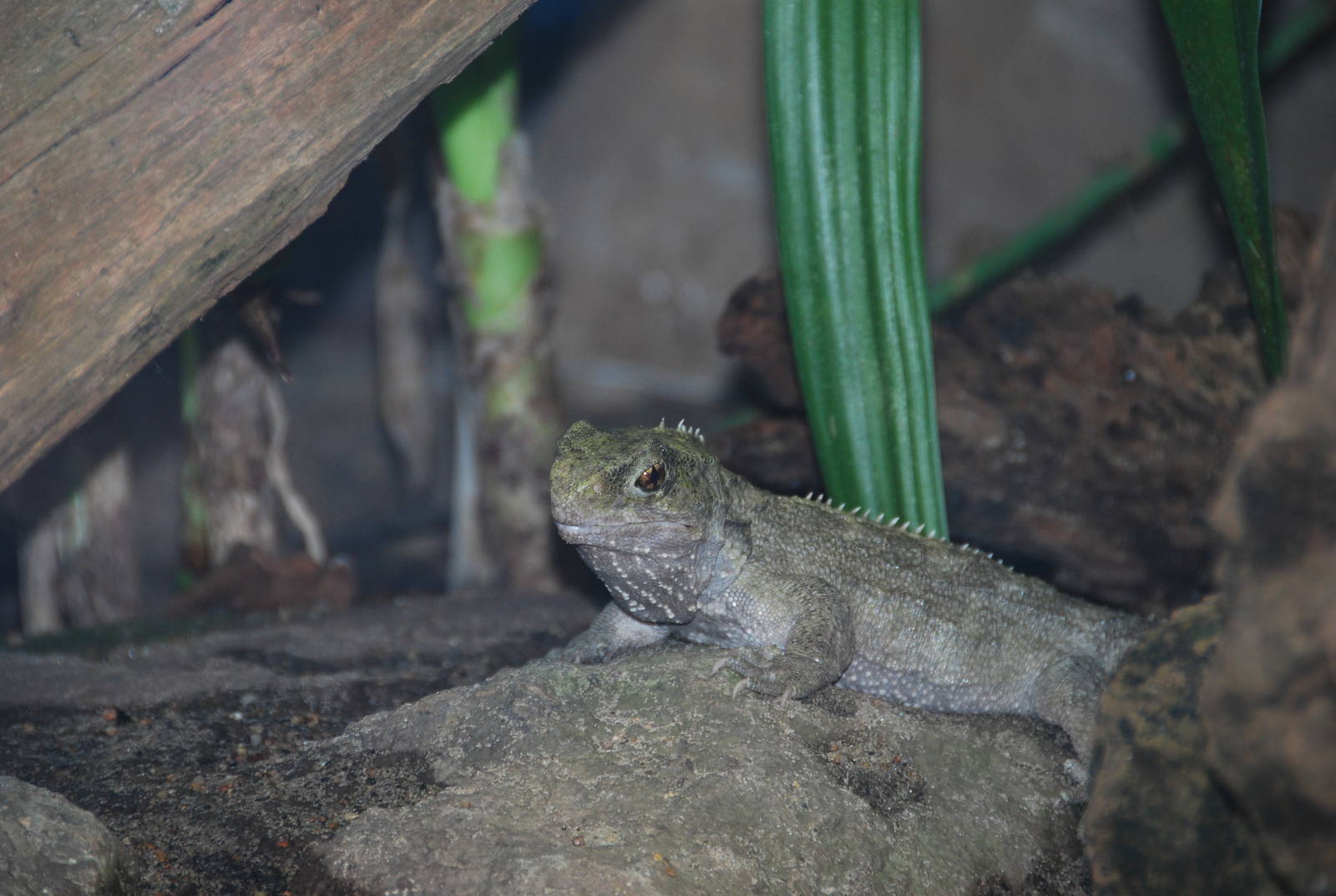 Touatara (sp?) Taronga zoo 17/7/2008