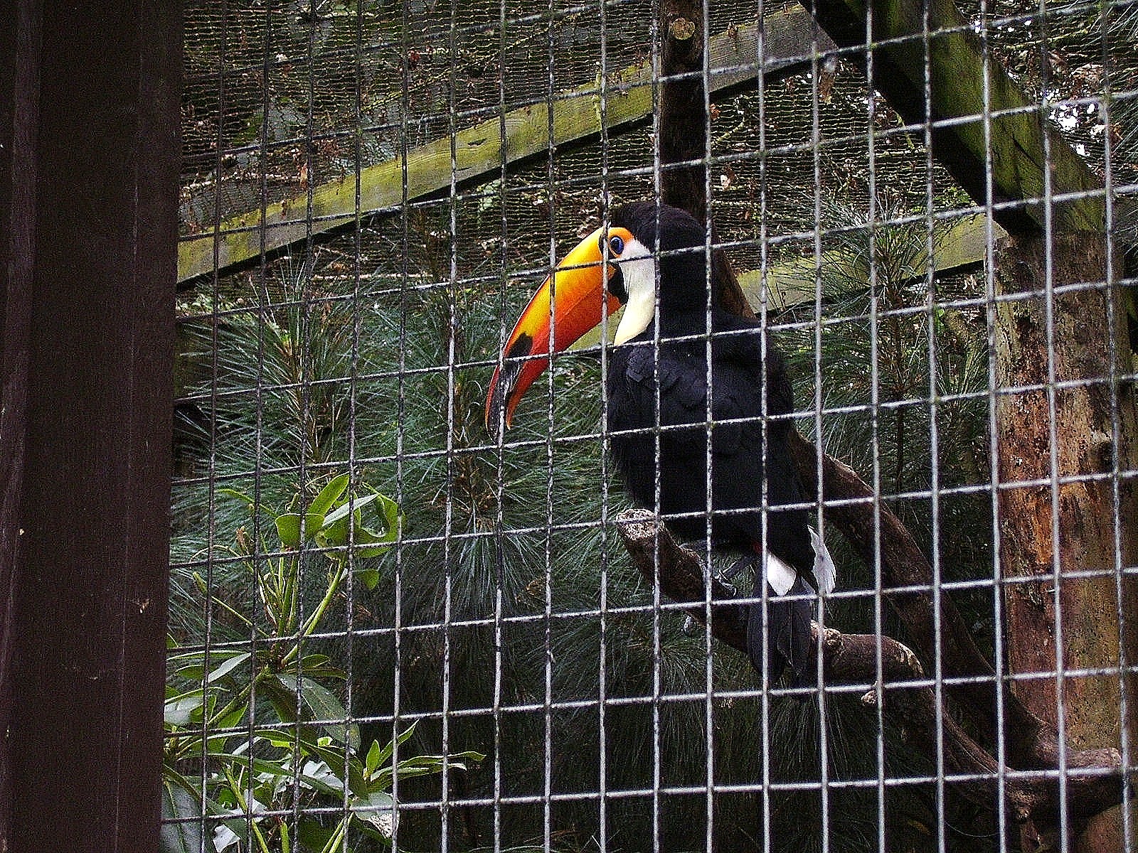 Toucan - 2006