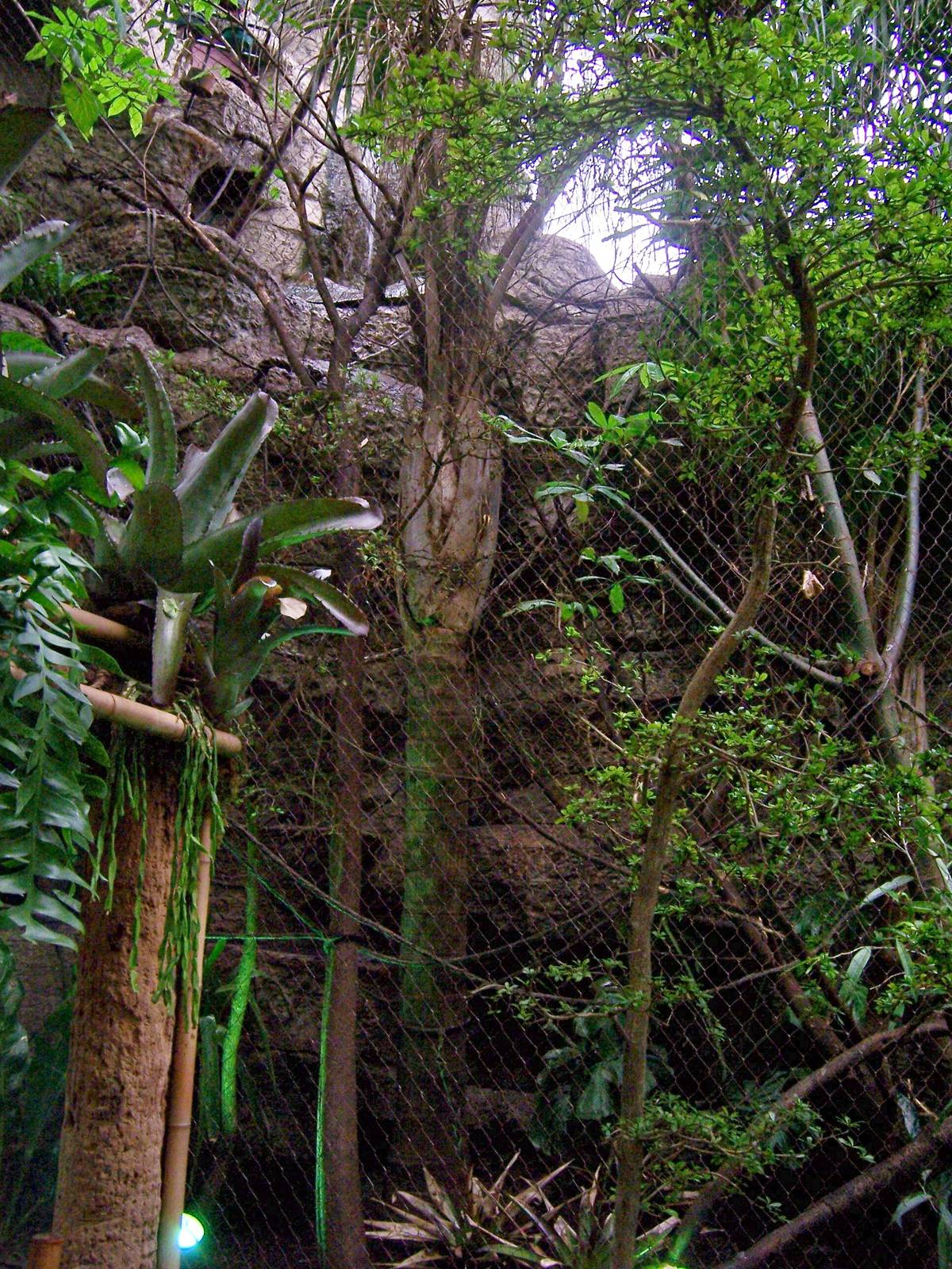 Toucan and Cotton-top Tamarin exhibit