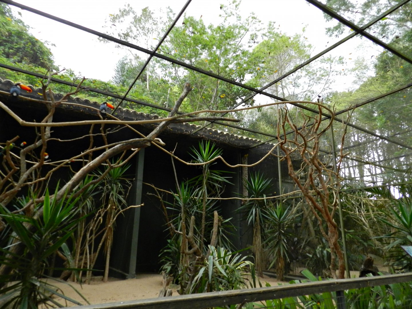 Toucan and turaco exhibit - Zooparque Itatiba