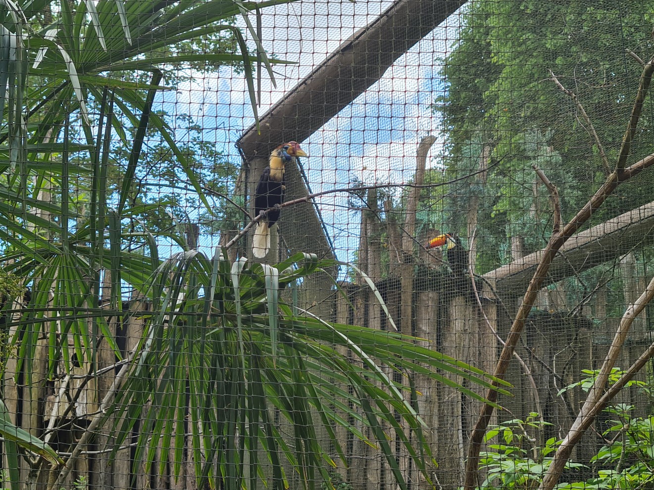 Toucan aviaries - beak brothers