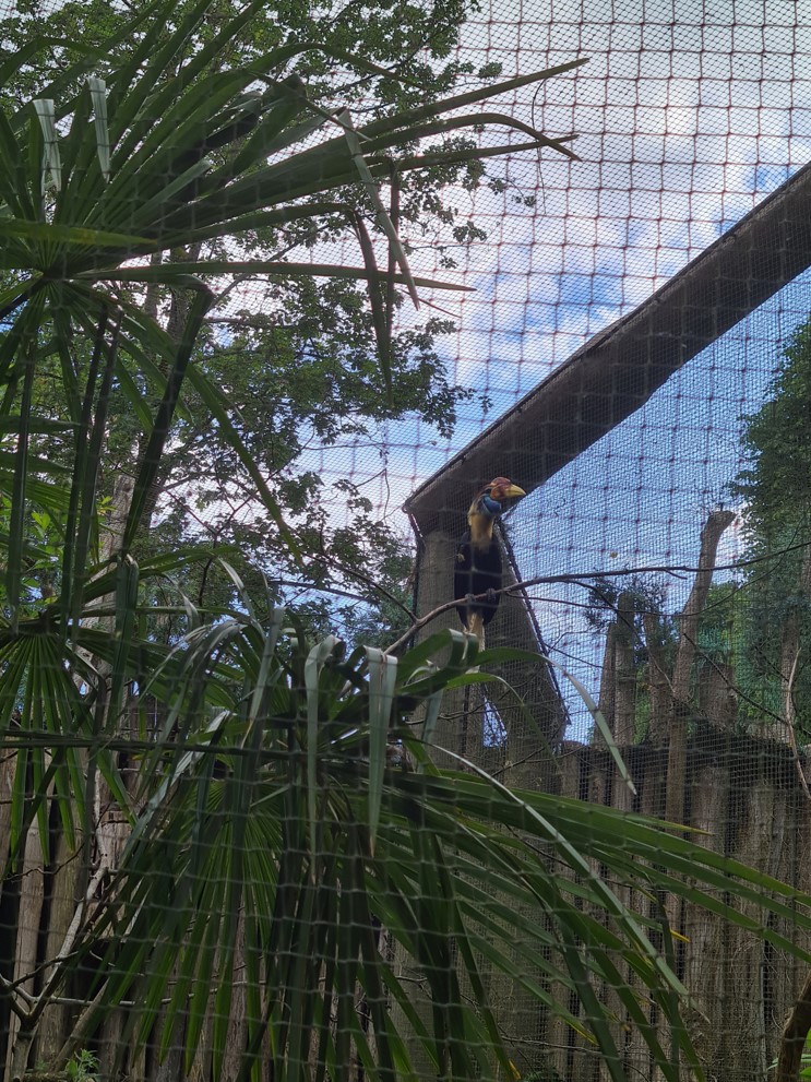 Toucan aviaries - Knobbed hornbill