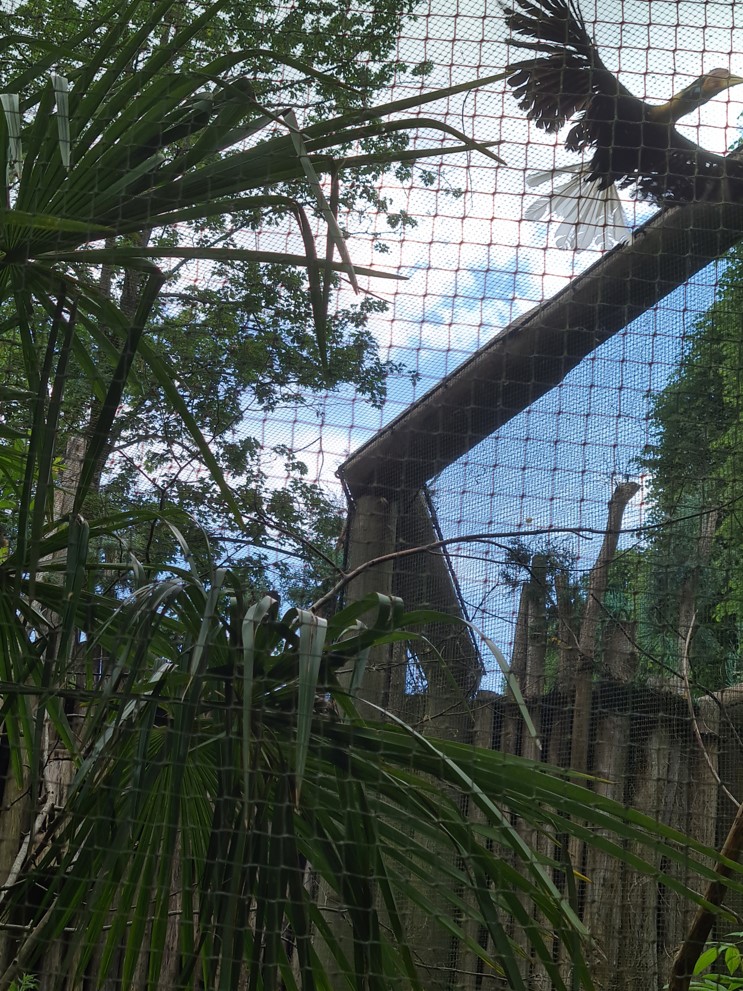 Toucan aviaries - Knobbed hornbill