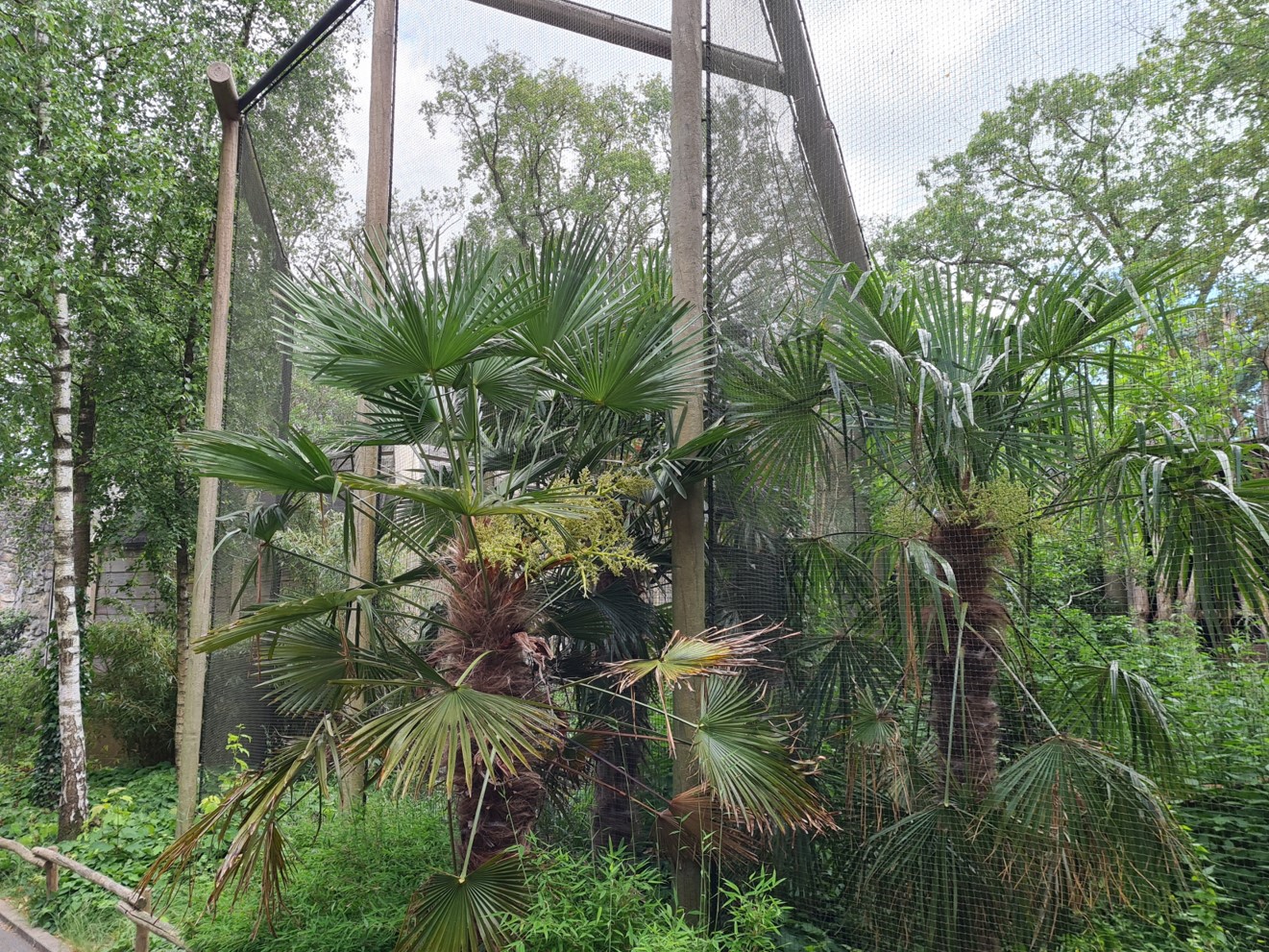 Toucan aviaries - Palm trees