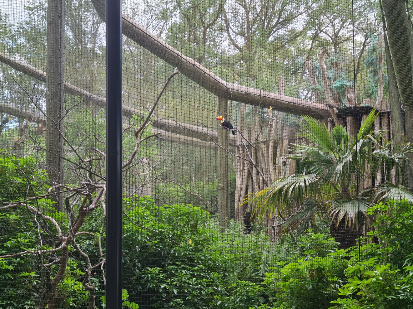 Toucan aviaries - Toco toucan