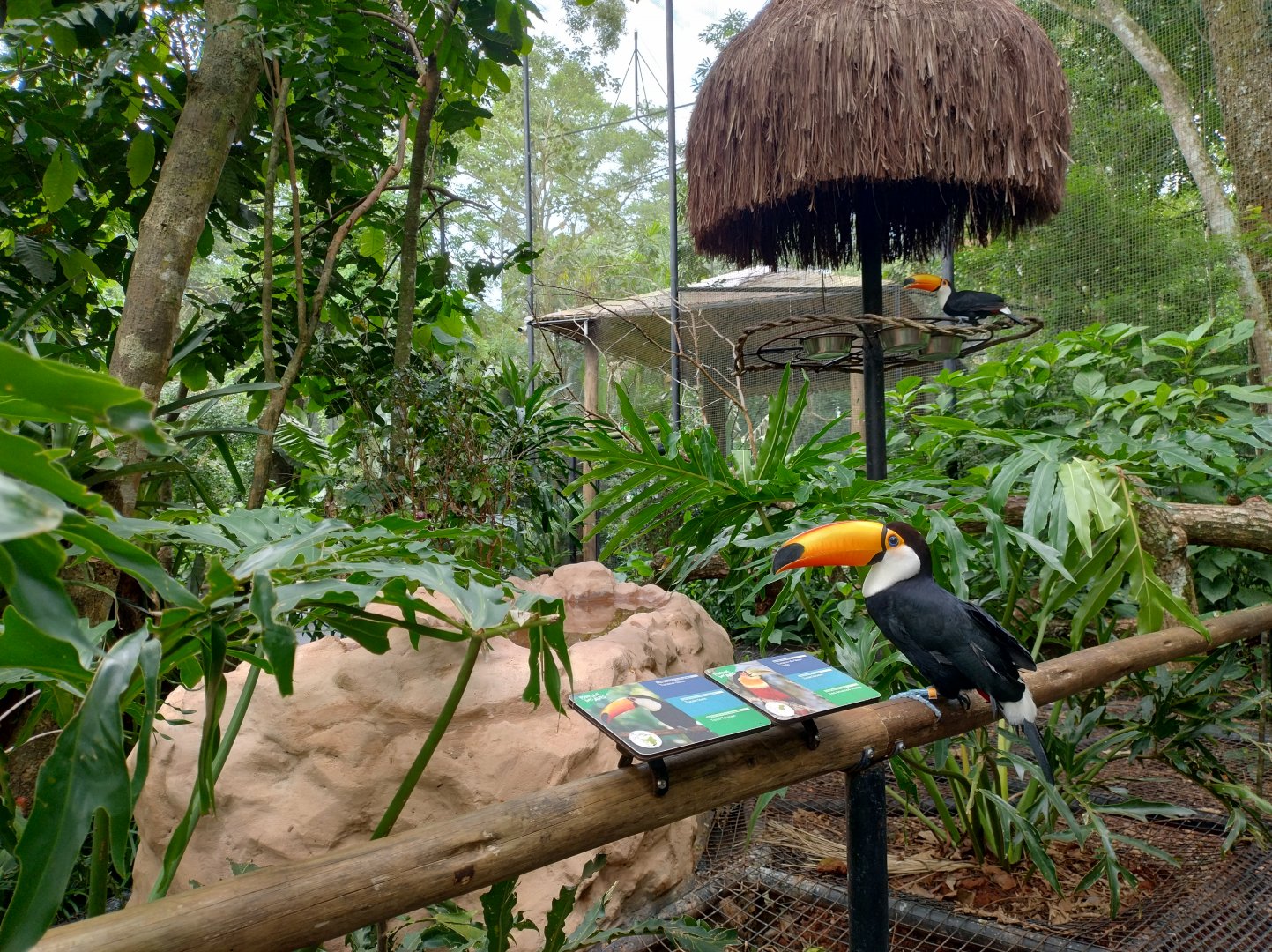 Toucan aviary - Parque das Aves