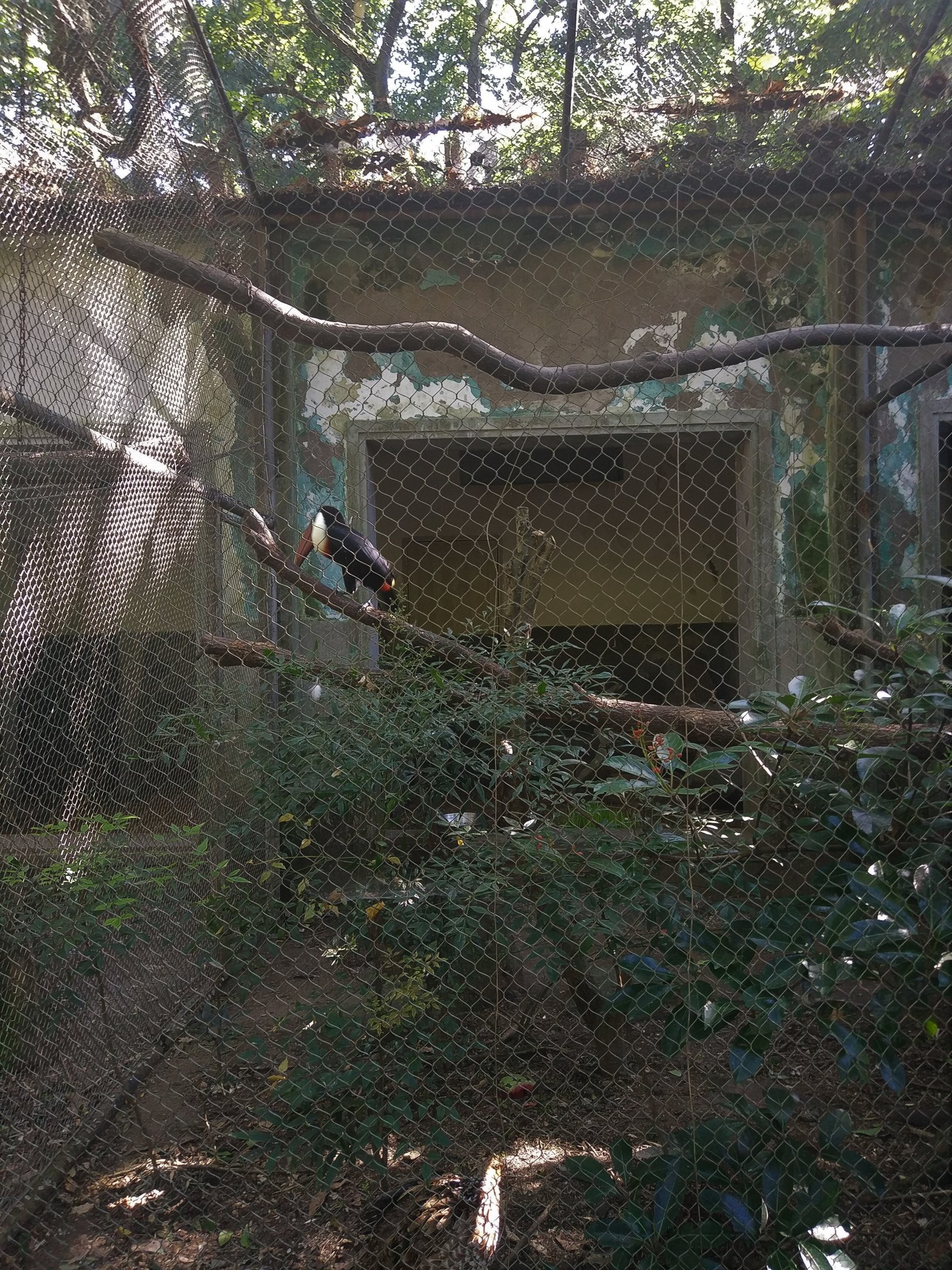Toucan Aviary