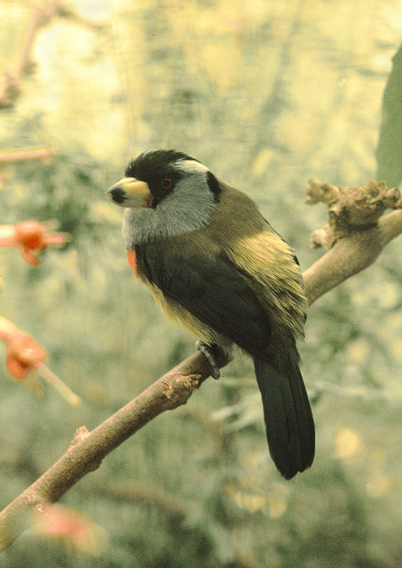 Toucan barbet at the original Birdland 1973