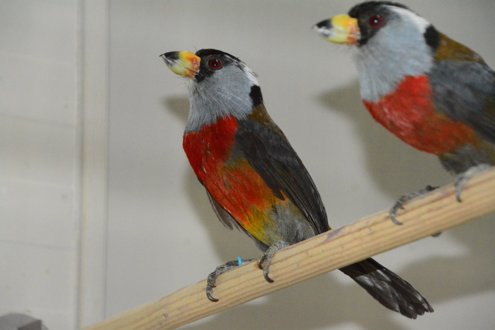 Toucan barbet (Semnornis ramphastinus ramphastinus)