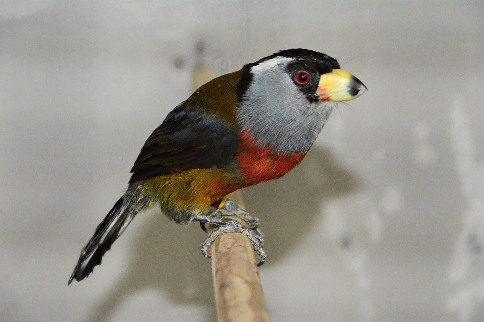 Toucan barbet (Semnornis ramphastinus ramphastinus)