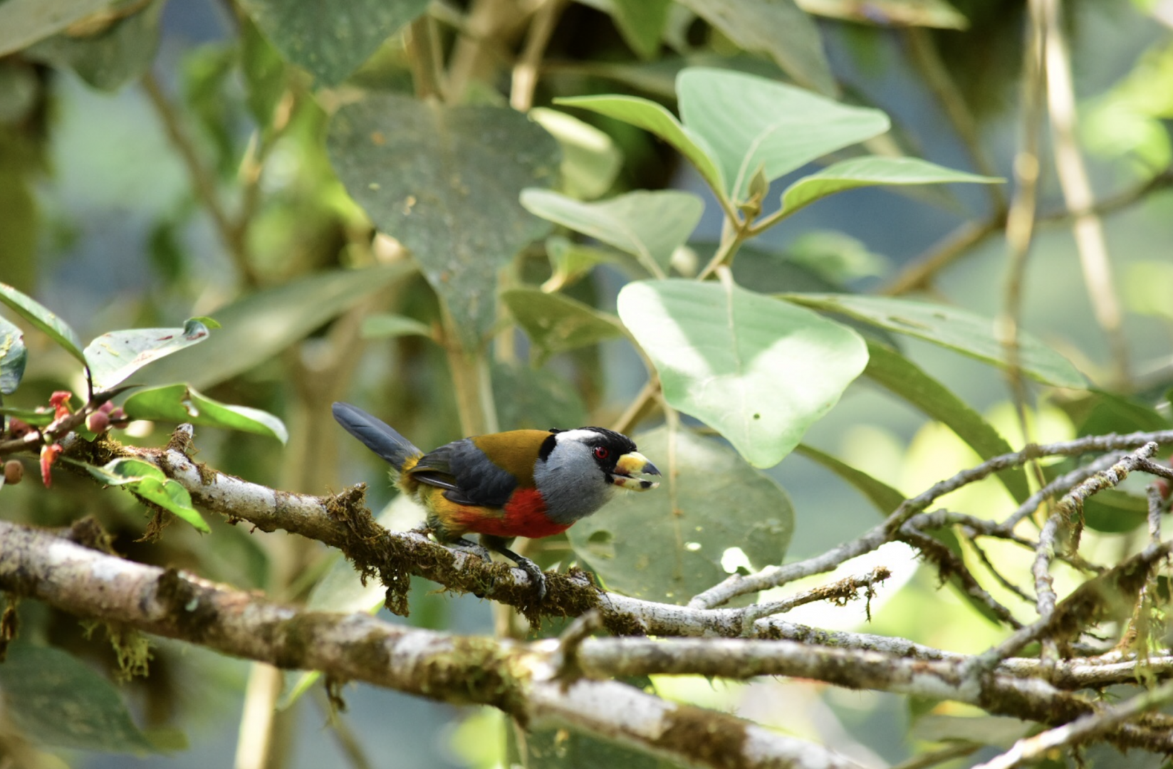 Toucan barbet (Semnornis ramphastinus)