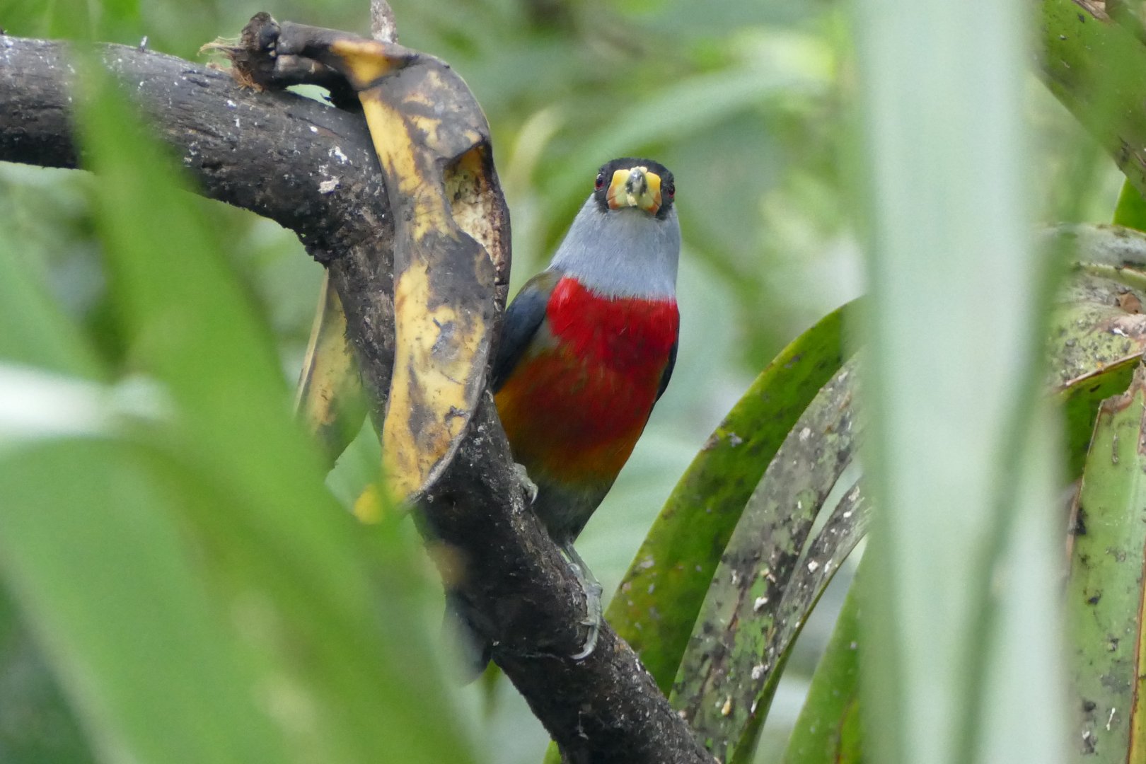 Toucan Barbet