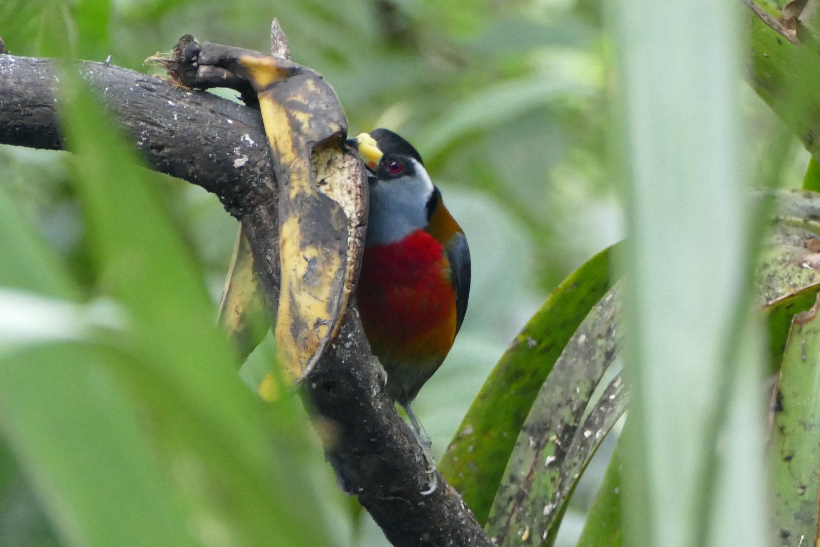 Toucan Barbet