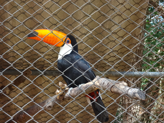 Toucan - Belo Horizonte zoo