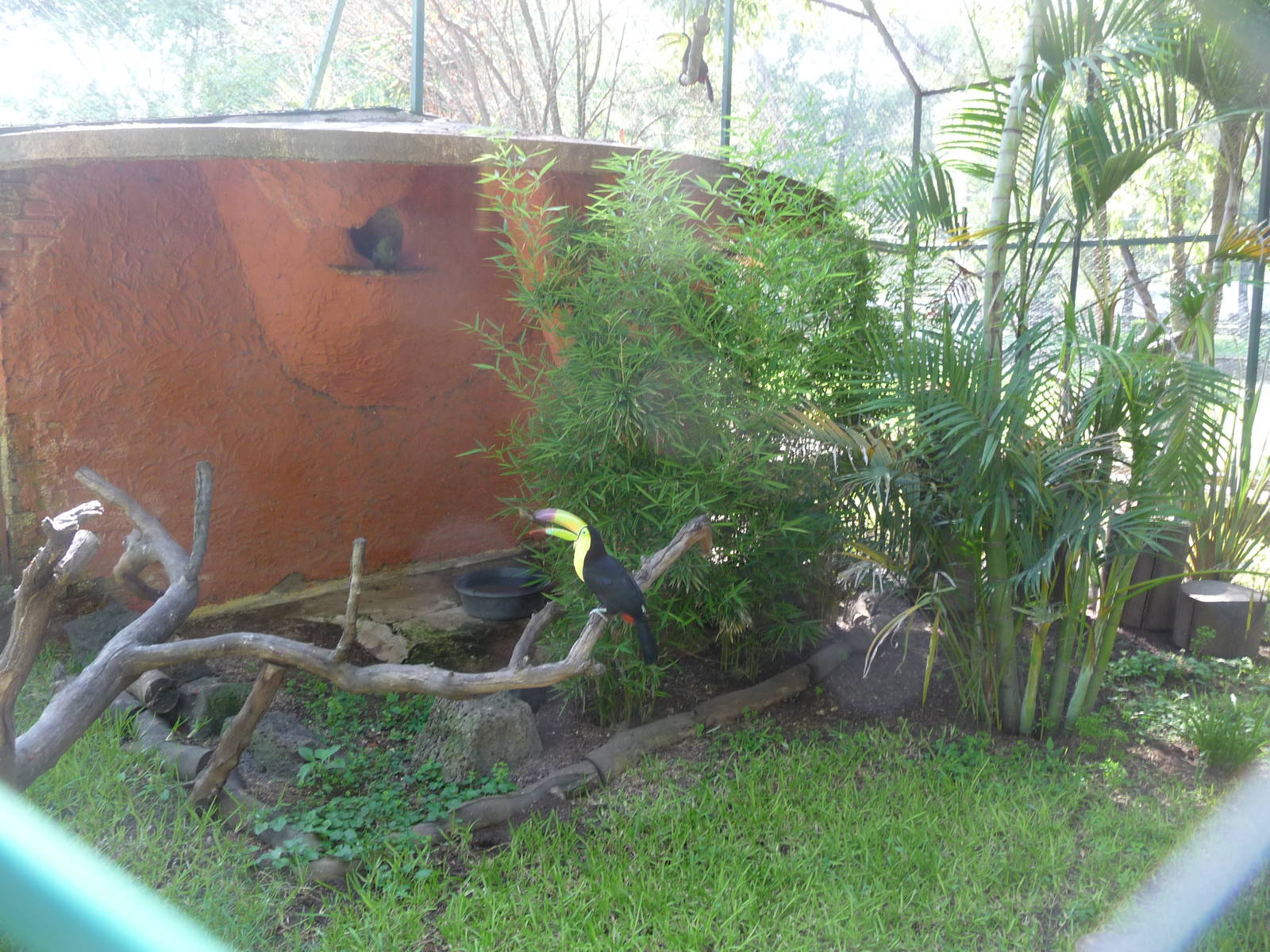 toucan exhibit morelia zoo