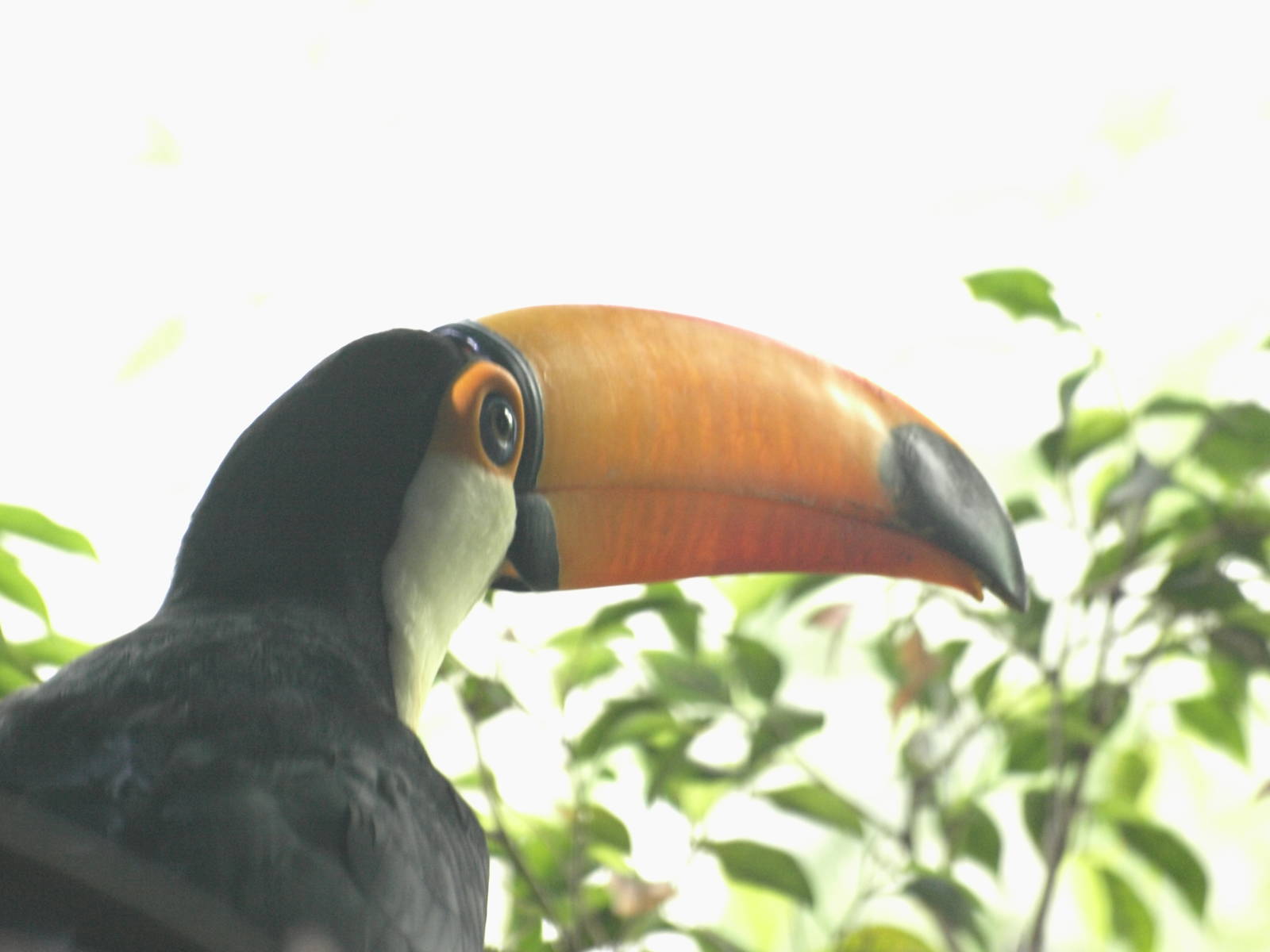 Toucan head