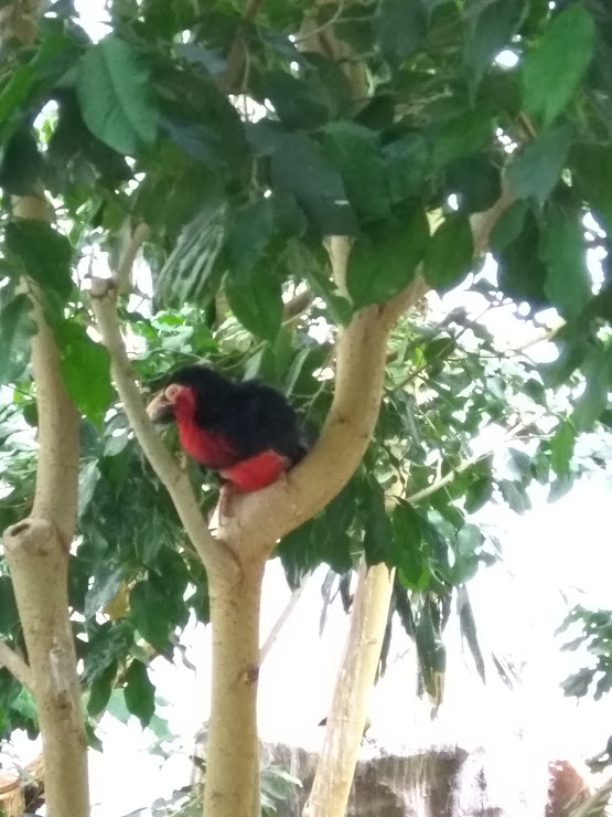Toucan ID?
