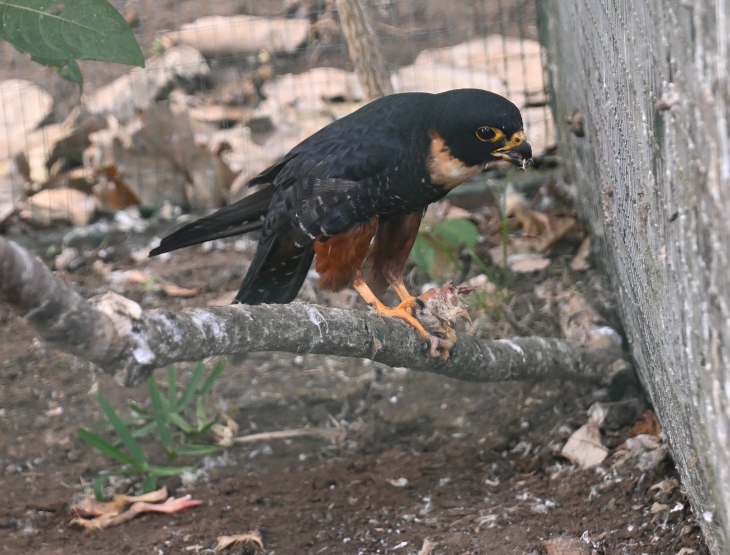 Toucan Rescue Ranch, Bat Facon (Falco rufigularis)