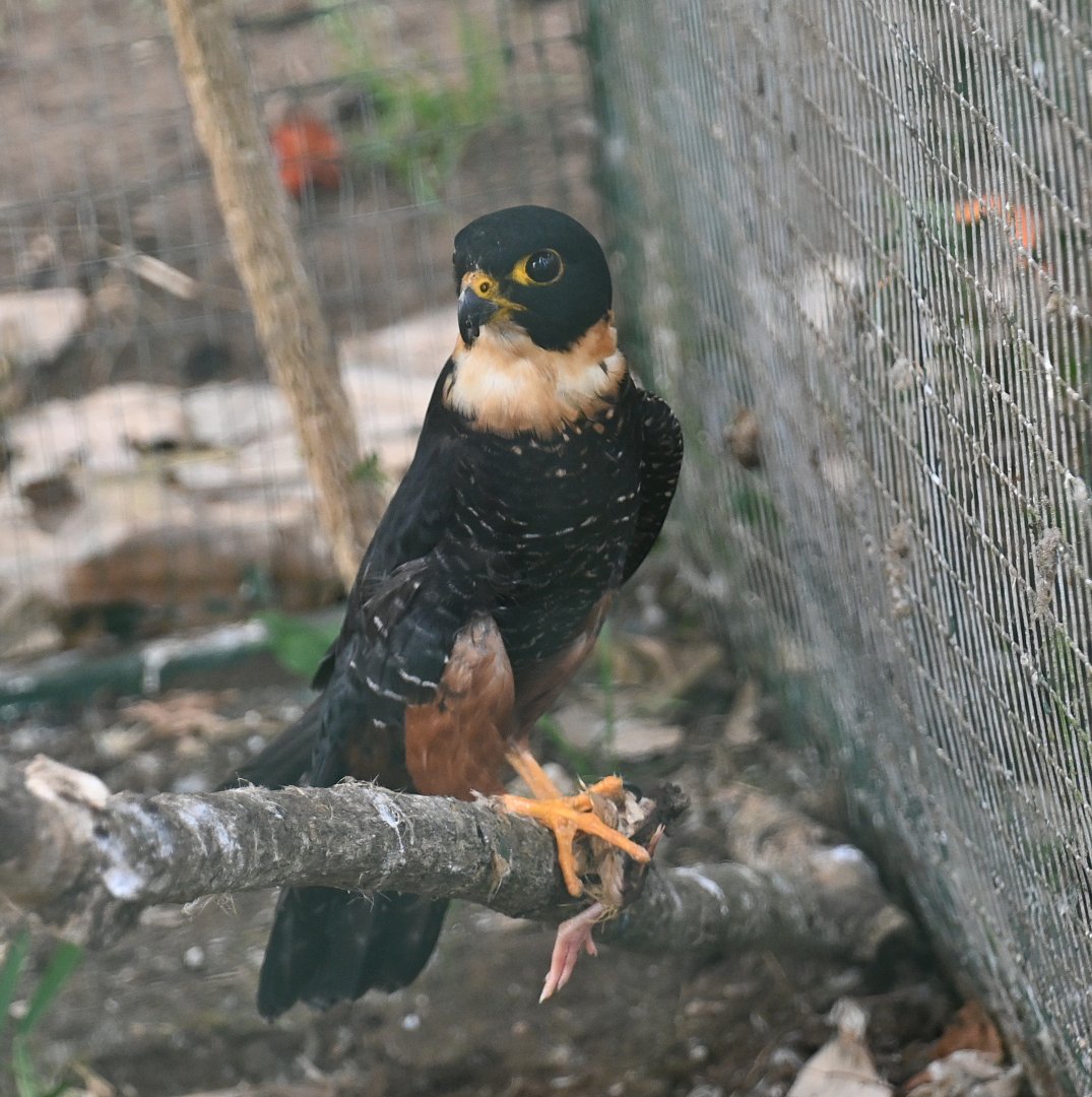 Toucan Rescue Ranch, Bat Facon (Falco rufigularis)