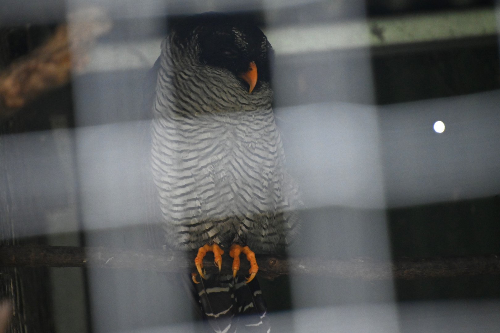 Toucan Rescue Ranch, Black-and-white Owl (Strix nigrolineata)