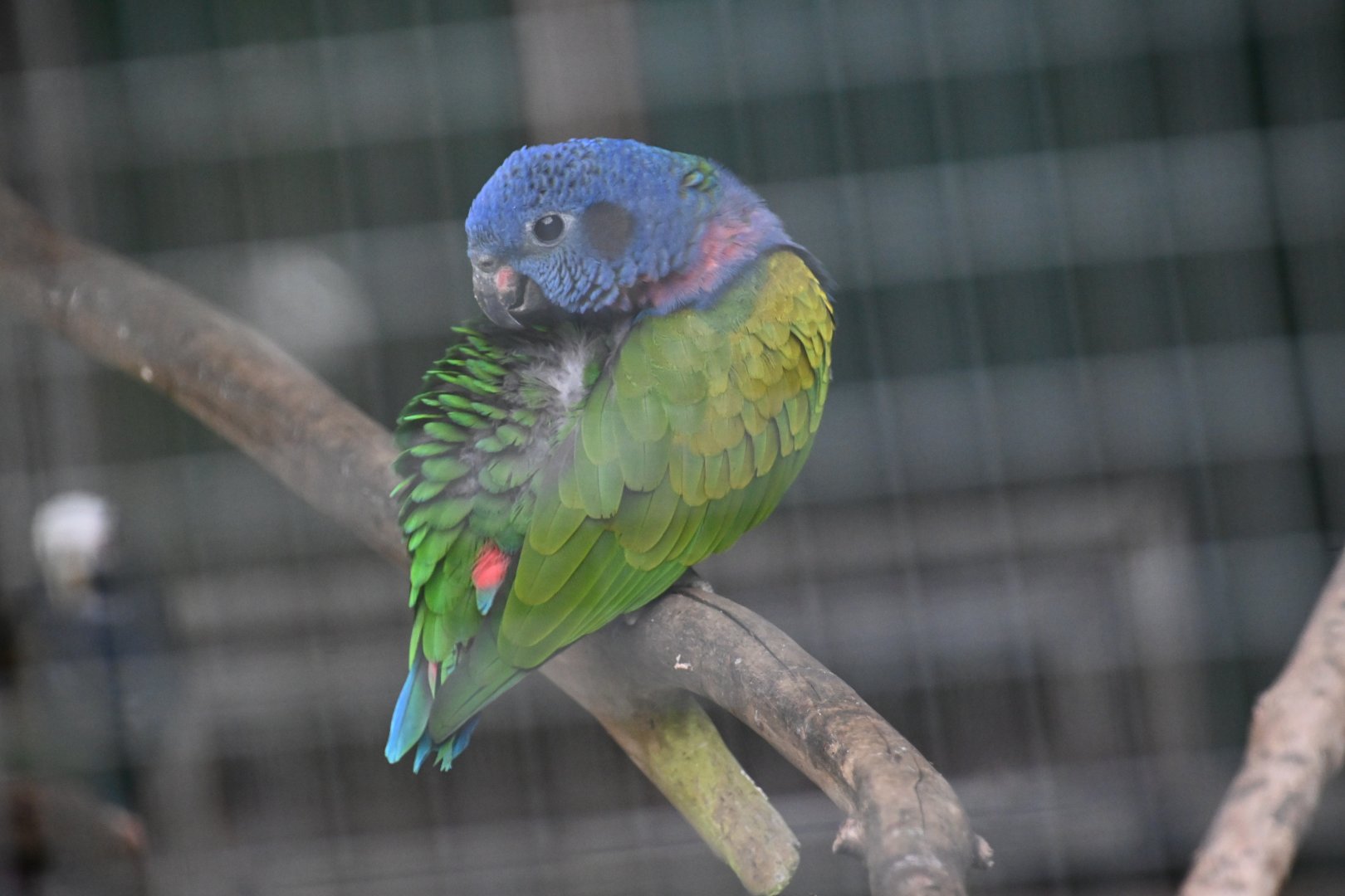 Toucan Rescue Ranch, Blue-headed Pionus (Pionus menstruus)