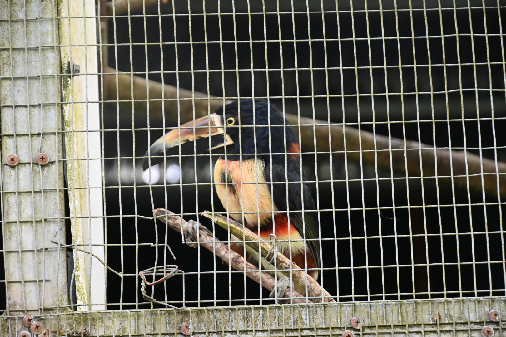 Toucan Rescue Ranch, Collared Aracari (Pteroglossus torquatus)