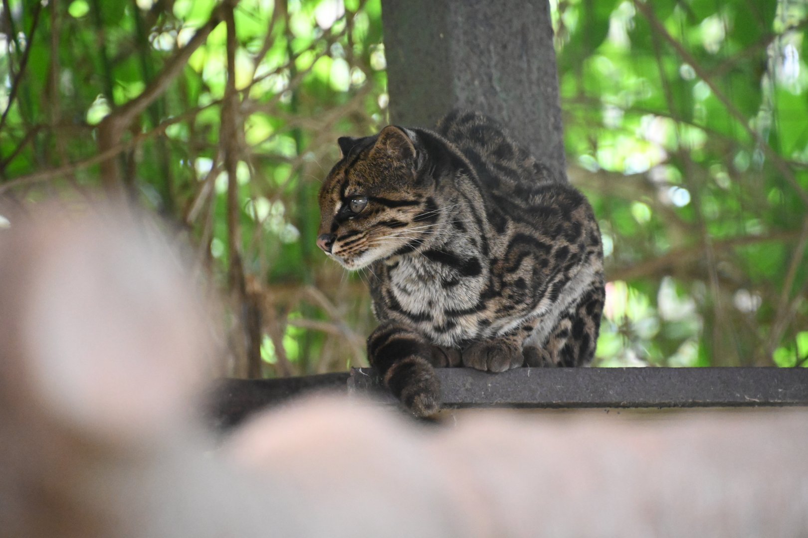 Toucan Rescue Ranch, Costa Rican Oncilla (Leopardus Tigrinus Oncilla)