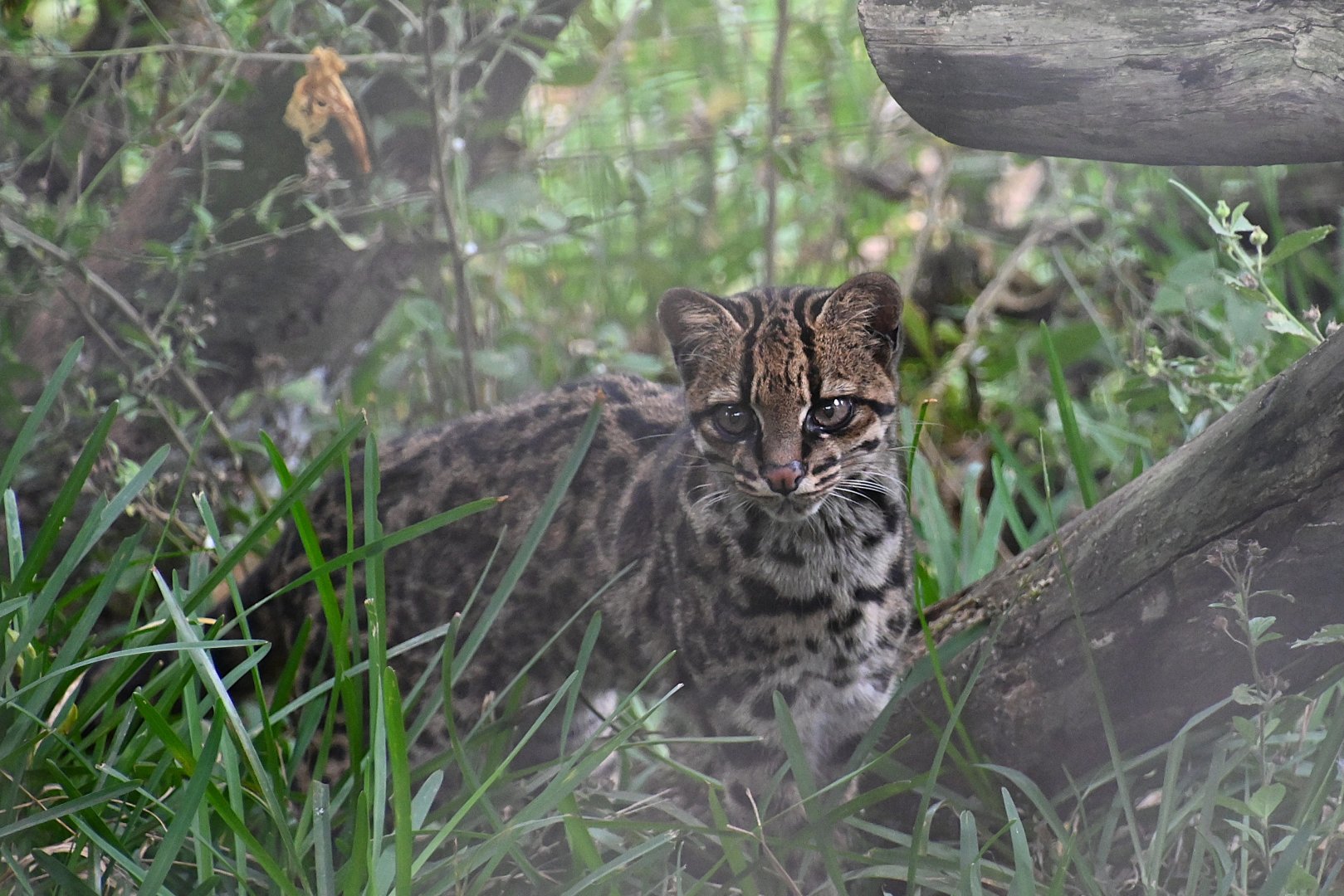 Toucan Rescue Ranch, Costa Rican Oncilla (Leopardus Tigrinus Oncilla)