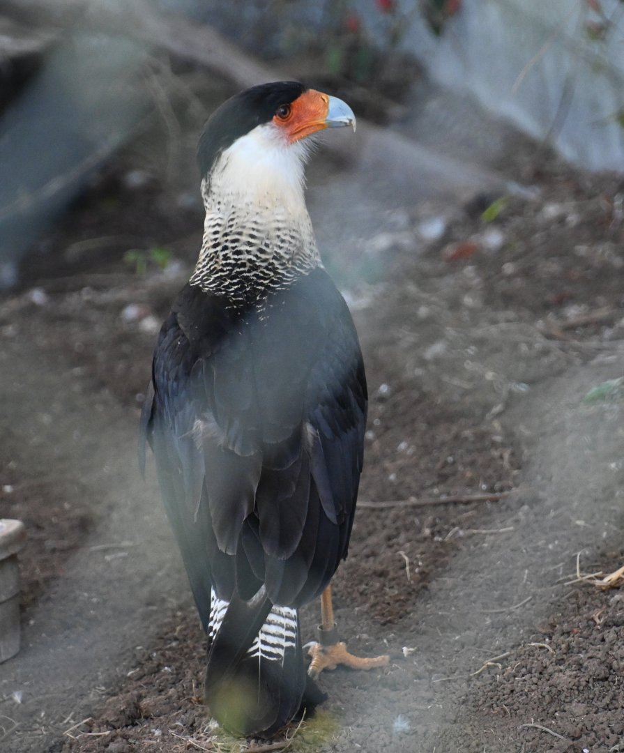 Toucan Rescue Ranch, Crested Caracara (Caracara plancus)
