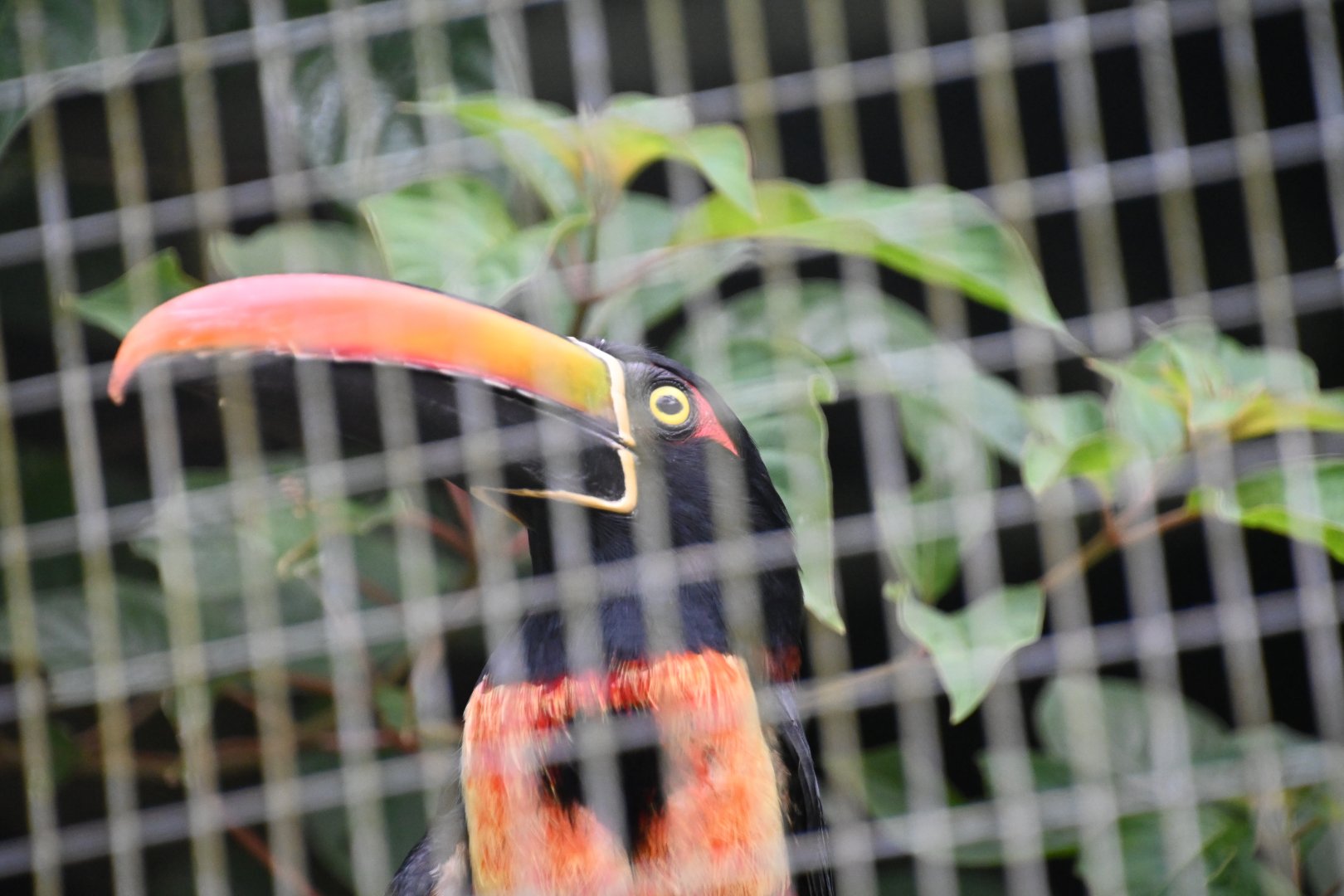 Toucan Rescue Ranch, Firey-billed Aracari (Pteroglossus frantzii)