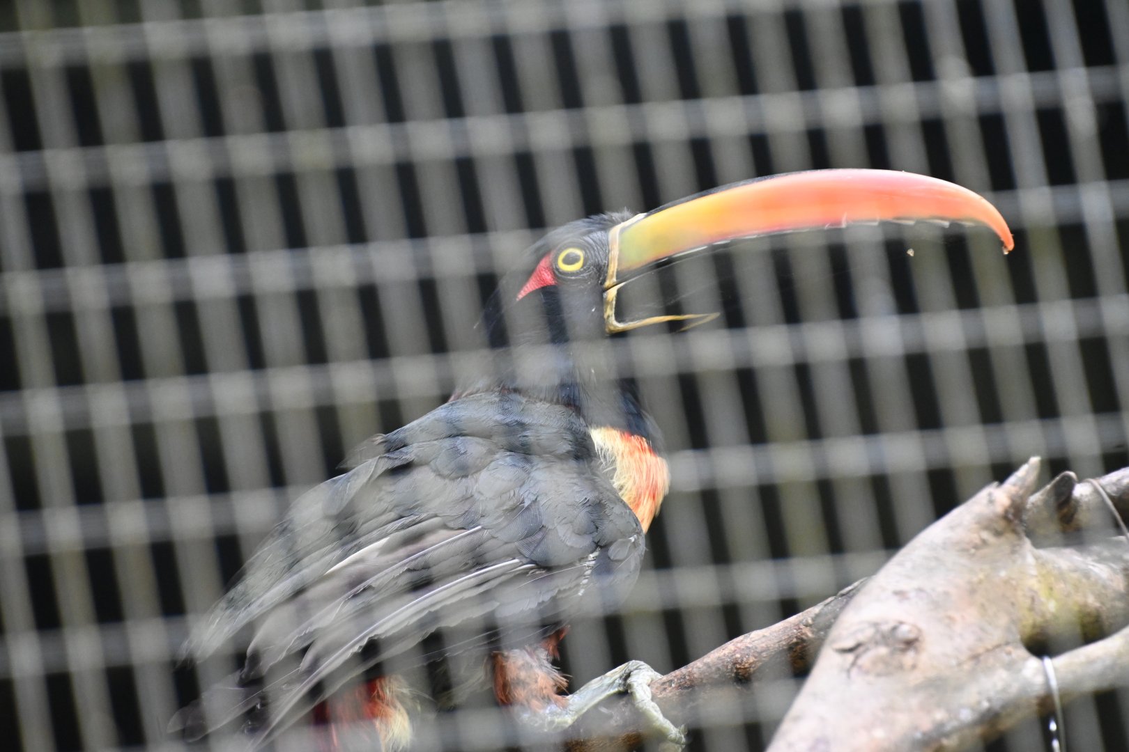 Toucan Rescue Ranch, Firey-billed Aracari (Pteroglossus frantzii)