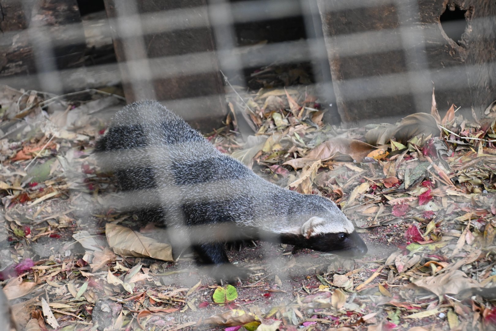 Toucan Rescue Ranch, Greater Grison (Galictis vittata)