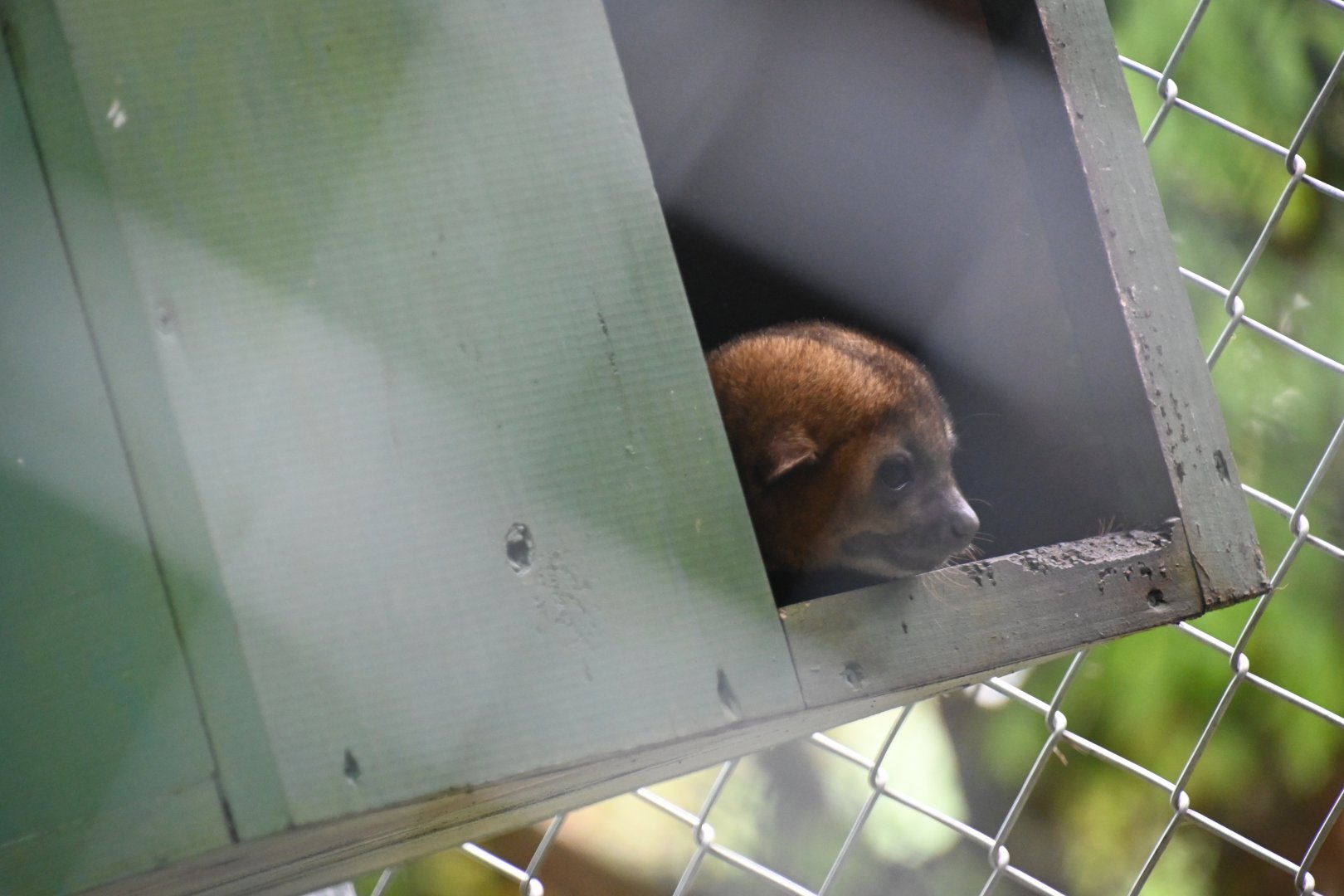 Toucan Rescue Ranch, Kinkajou (Potos flavus)