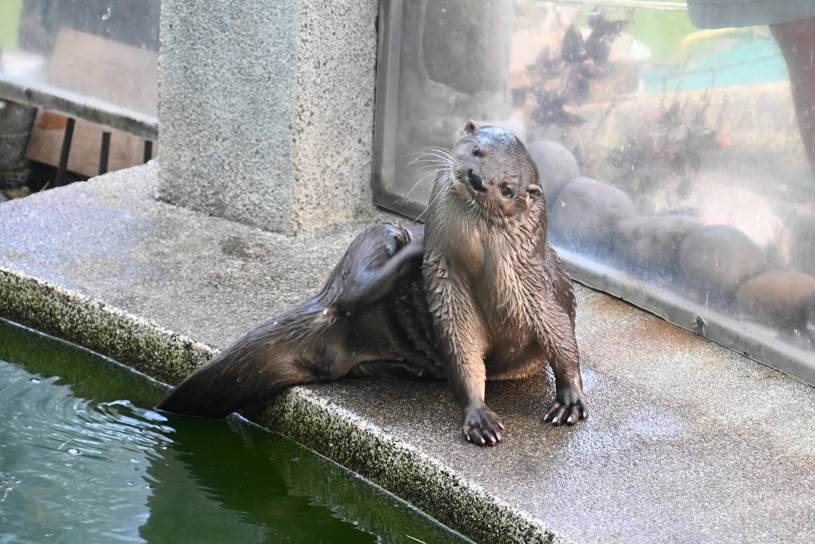 Toucan Rescue Ranch, Neotripical Otter (Lontra longicaudis)