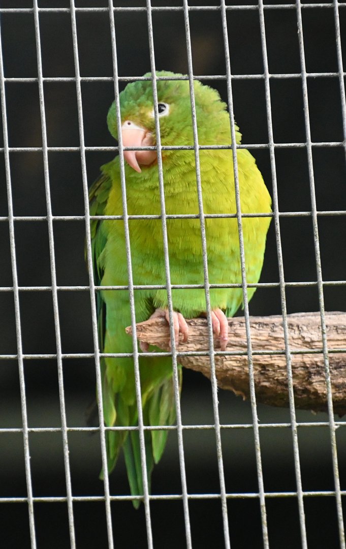 Toucan Rescue Ranch, Orange-chinned Parakeet (Brotogeris jugularis)