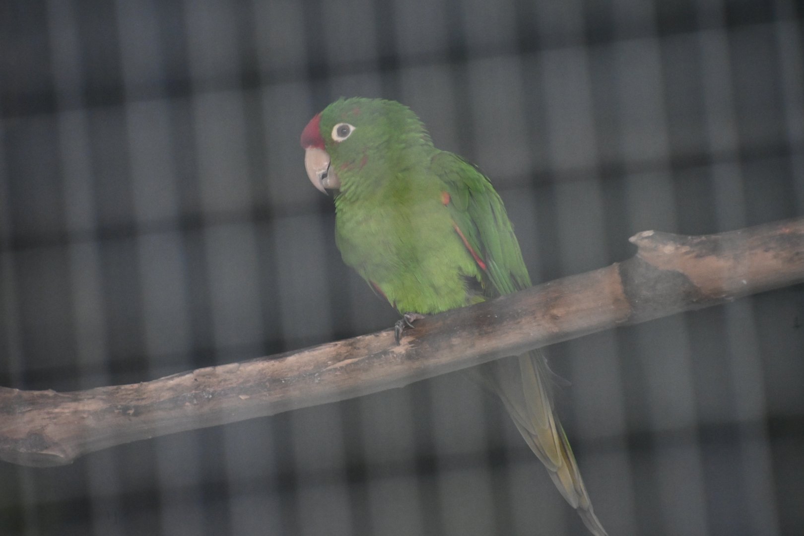 Toucan Rescue Ranch, Red-fronted Conure (Psittacara wagleri)