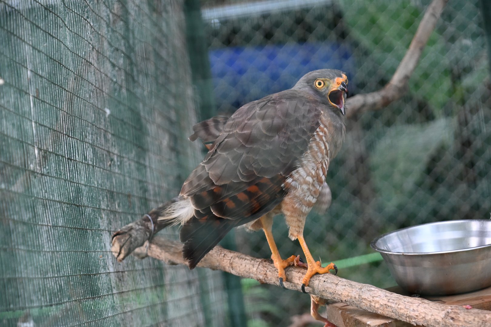 Toucan Rescue Ranch, Roadside Hawk (Rupornis magnirostris)