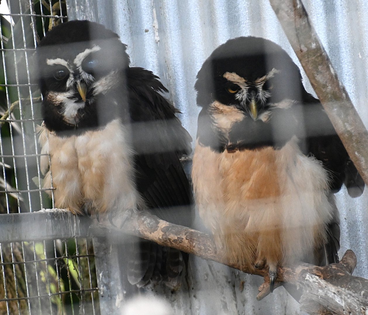 Toucan Rescue Ranch, Spectacled Owl (Pulsatrix perspicillata)