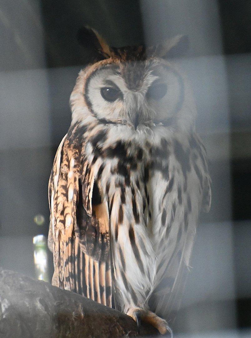 Toucan Rescue Ranch, Striped Owl (Asio clamator)