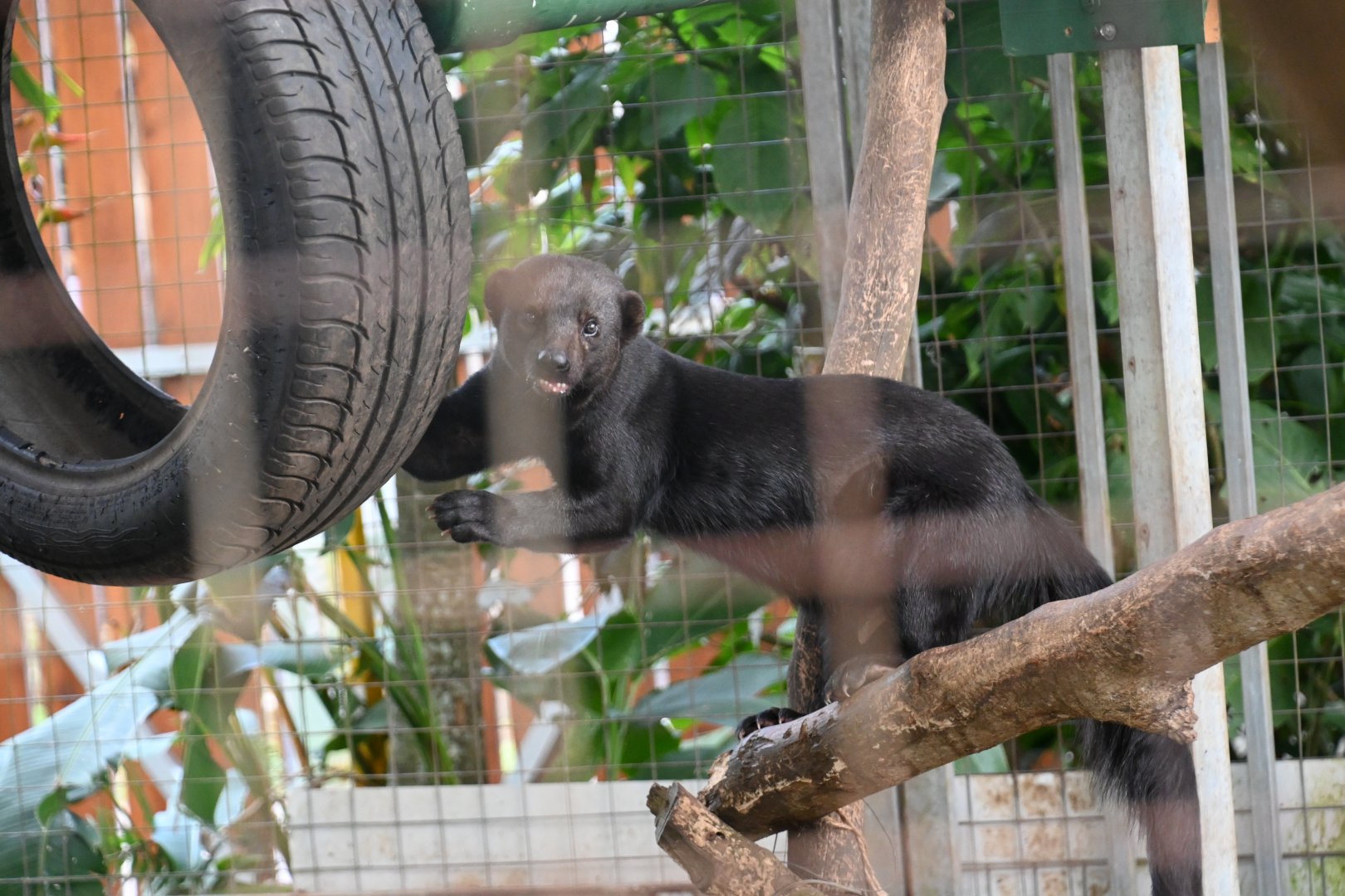 Toucan Rescue Ranch, Tayra (Eira barbara)