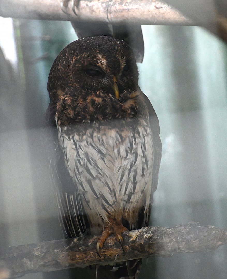 Toucan Rescue Ranch, Tropical Screech Owl (Megascops choliba)