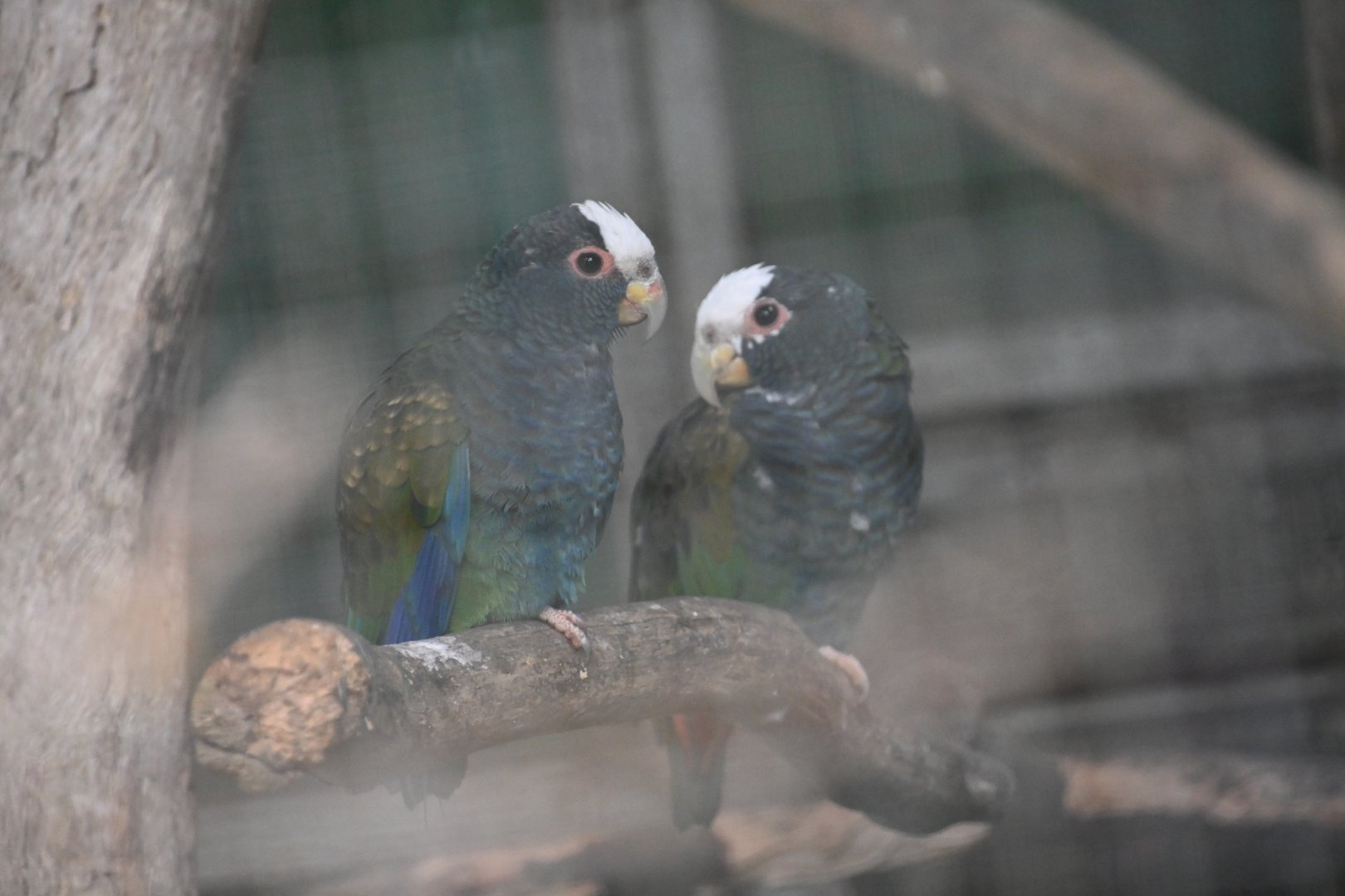 Toucan Rescue Ranch, White-crowned Parrot (Pionus senilis)