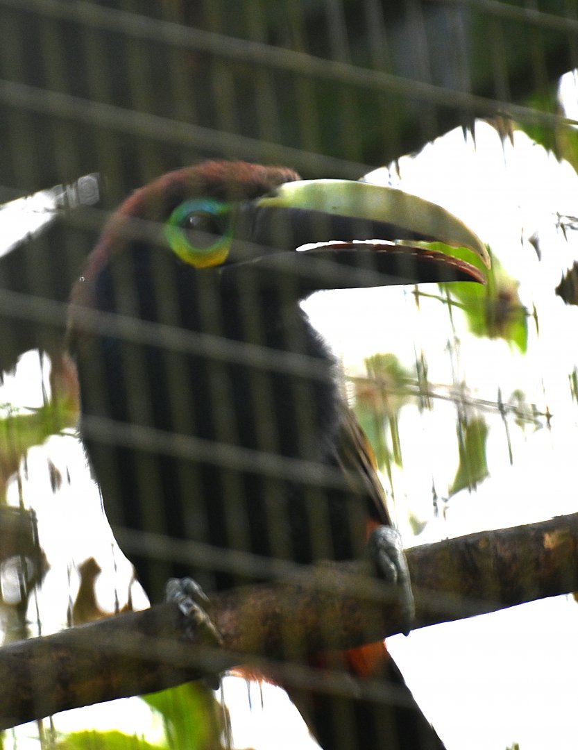 Toucan Rescue Ranch, Yellow-eared Toucanet (Selenidera spectabilis)
