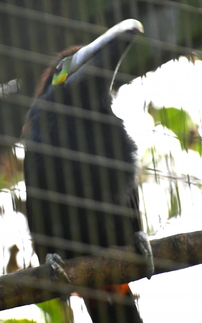 Toucan Rescue Ranch, Yellow-eared Toucanet (Selenidera spectabilis)
